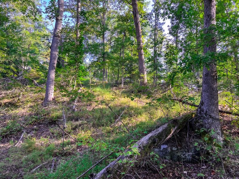 Calhoun, WV 101.8 AC Holly -28