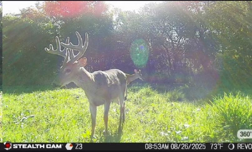 New Deer Trailcams (1)