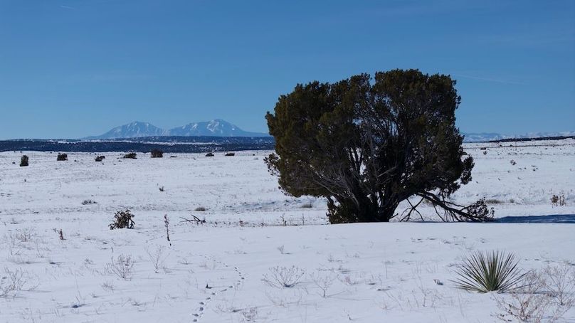 DJI_20250121113805_0358_D