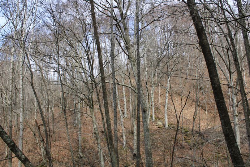 025 beautiful hard and softwoods