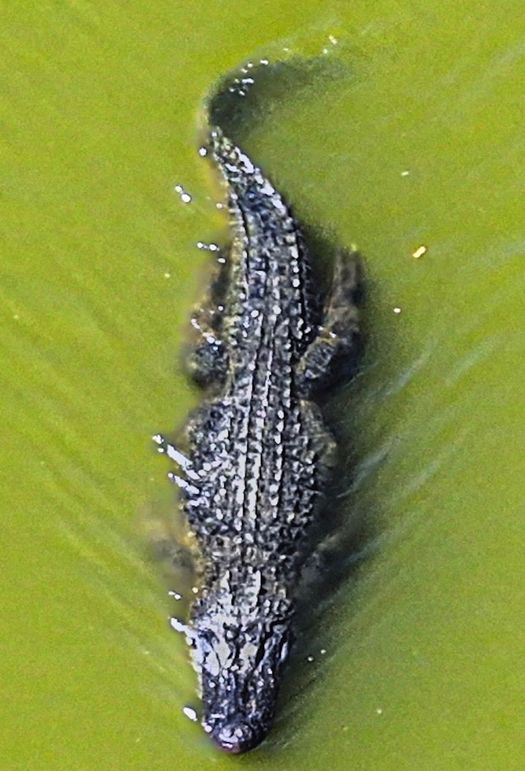 dji_fly_20230817_143754_0082_1692306576017_photo