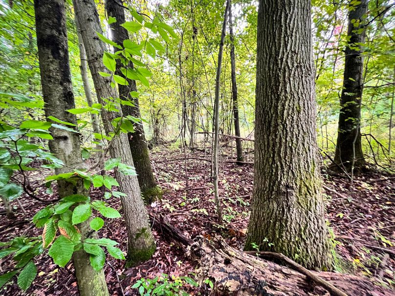 Ontario_16.2_Eddington Photo 21