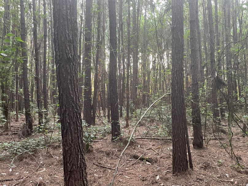 IMG_0270.JPG effingham