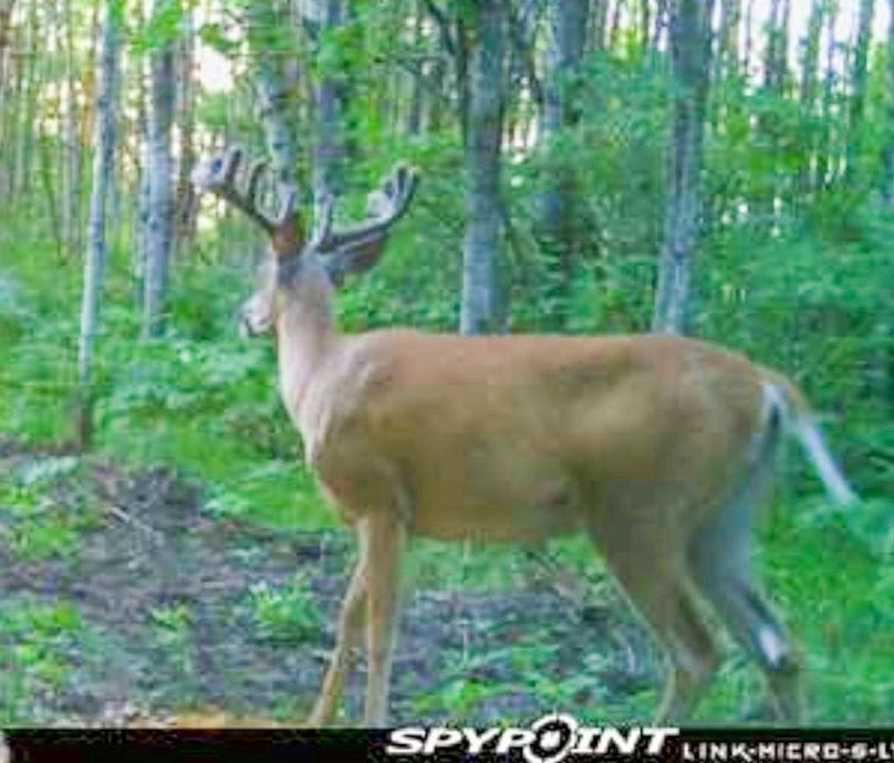 Screenshot 2021-07-25 at 8.07.54 PM