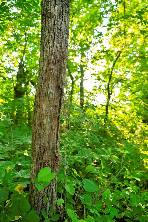 Harrison MO 480 Pro Photo_177 (7)