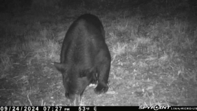 Trail Cam 3