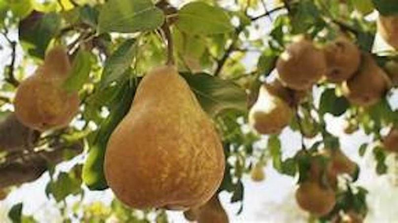 bosc pears