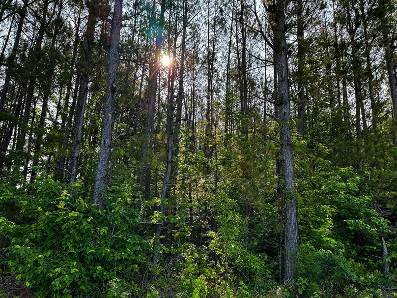 Clay County, MS 17.5+_- Jennings-13