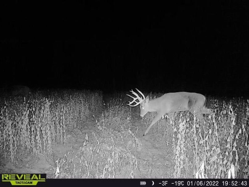 Copy of deer photos.99