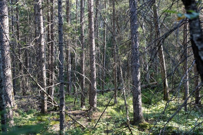 Mackinac 320 Copenhaver-78