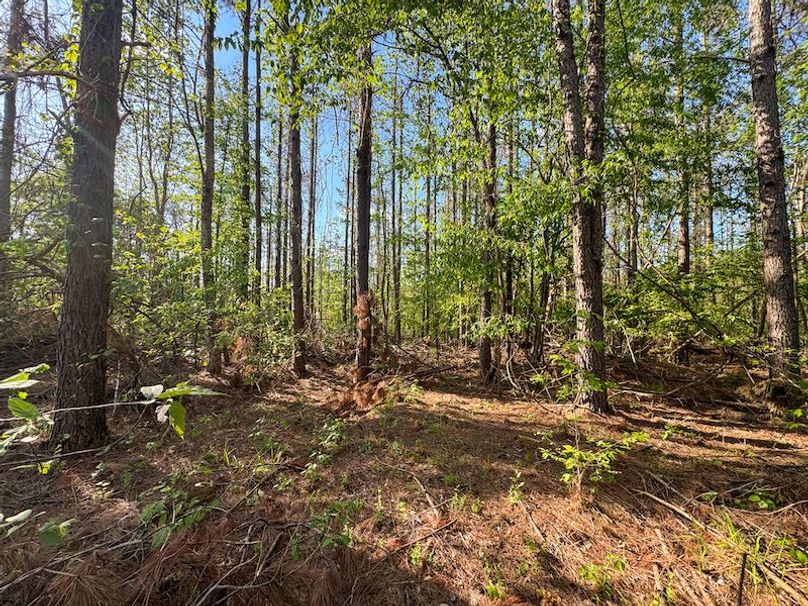 Tallahatchie 44 Newman (Crowden) Wide-13