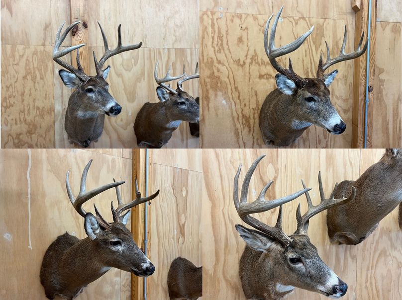 deer 4