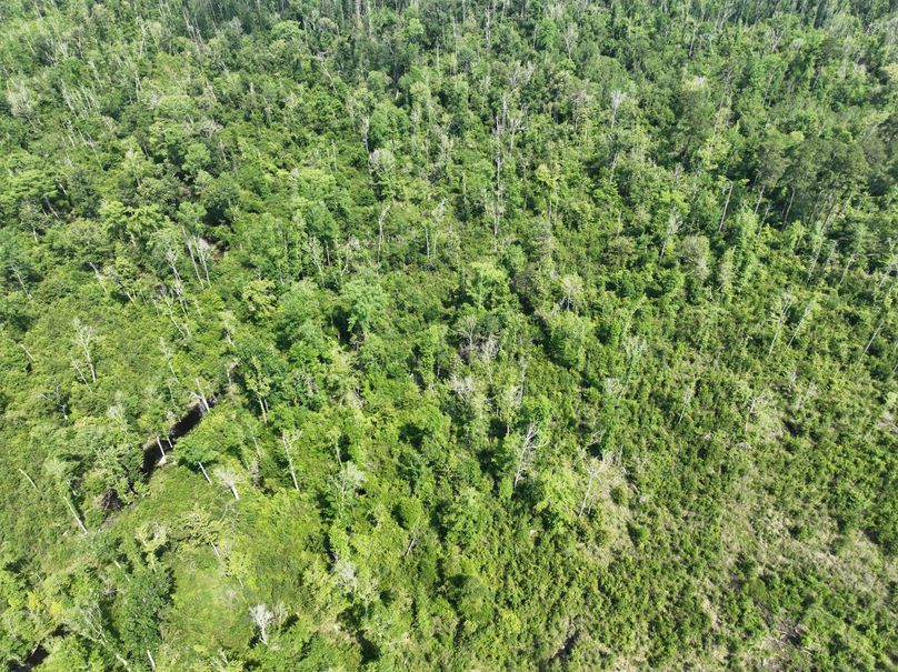 dji_fly_20230516_110112_119_1684333464834_photo