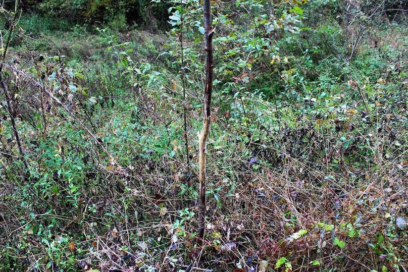 012 fresh buck rub along the overgrown fields in the valley