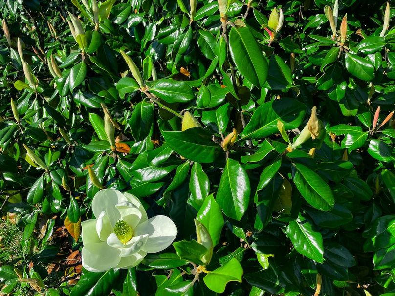 Haralson GA 100 McIntyre-29