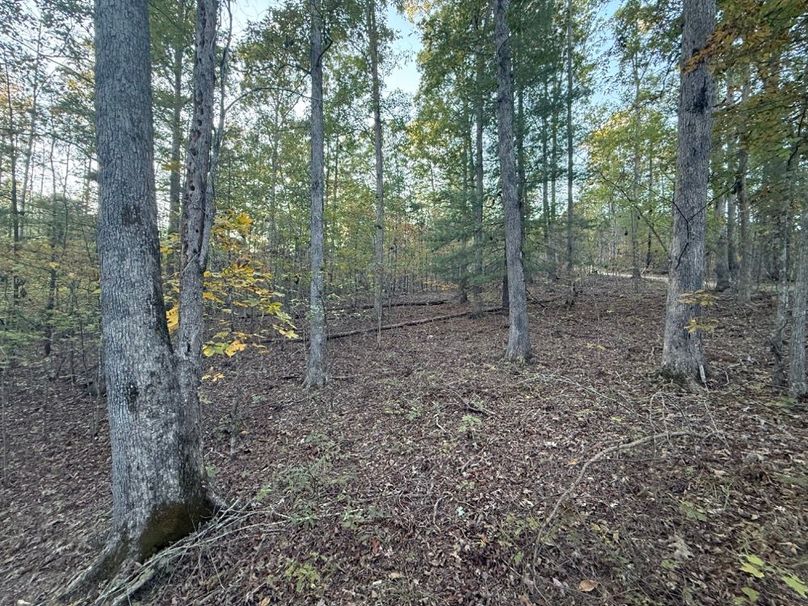 016 nice stand of timber in the middle area of the property