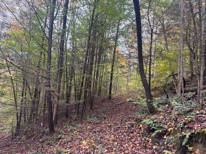 008 Logging Road on North End of Property-2