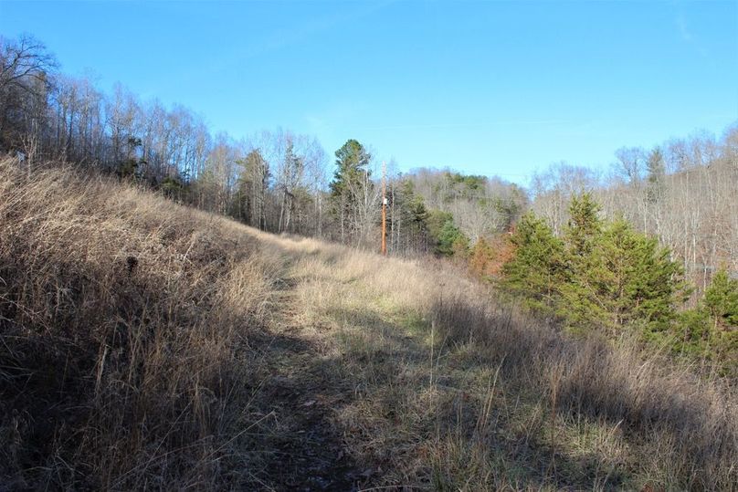 010 old growth field in the center of the property