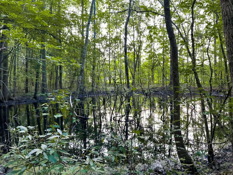 Clay County, MS 17.5+_- Jennings-09