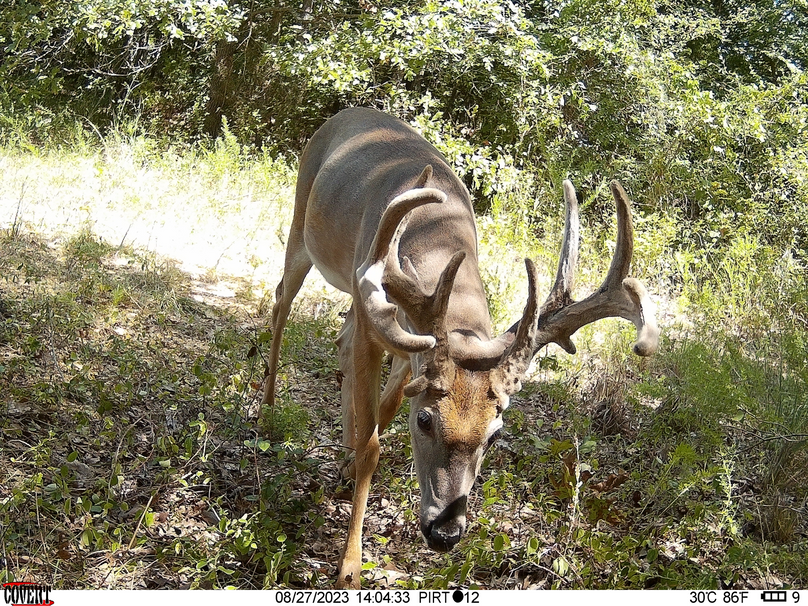 Okmulgee 40 Gulley Trail Cam Pic2
