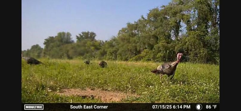 Trailcam7