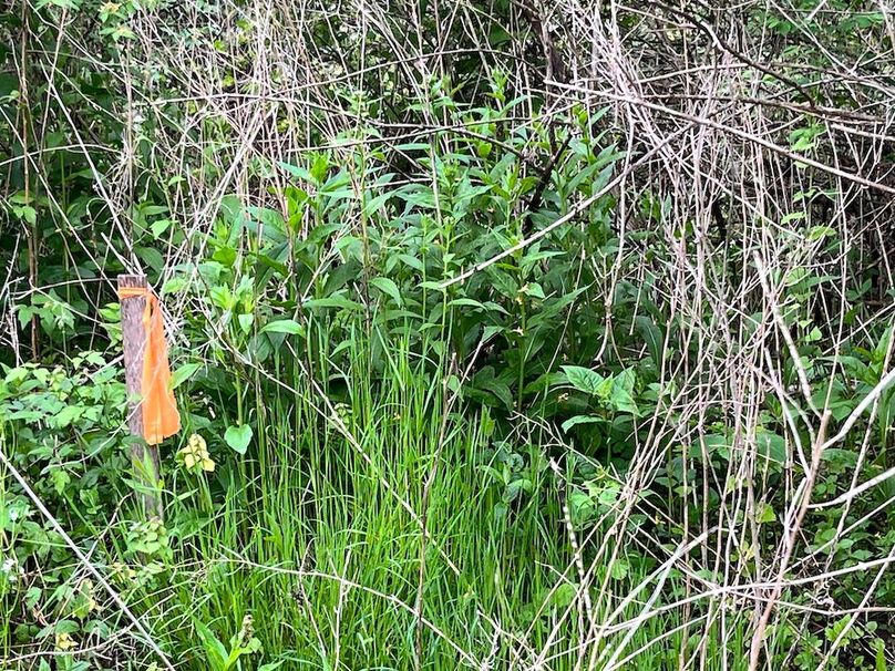 Chemung_3.5_Rouseland Photo 16