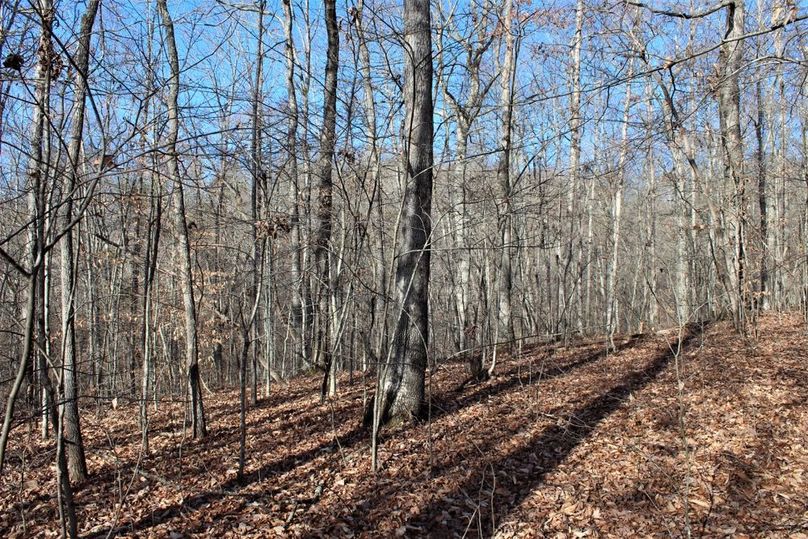 006 hardwood west facing point along the east area of the property
