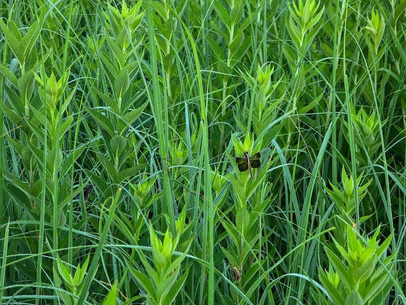 Copy of 20250625_071423