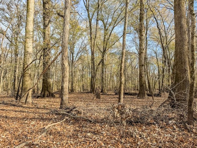 St. Francis 216.9 Calvin Parker Farms Profile -29