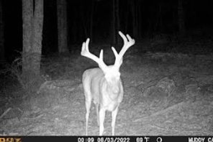 Buck 1