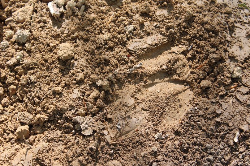 005 didn_t take long for the resident deer to show up