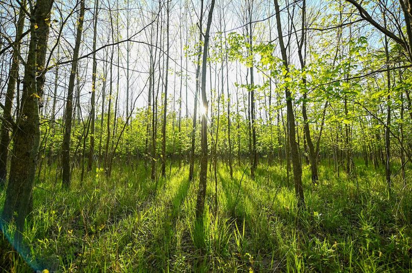 vandalia 450 (2)-2996