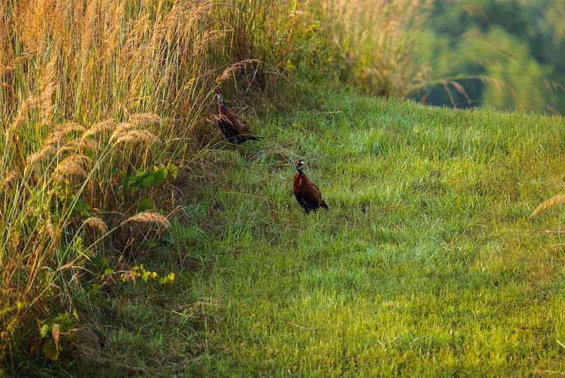 Cedar IA 152 Featured Z37
