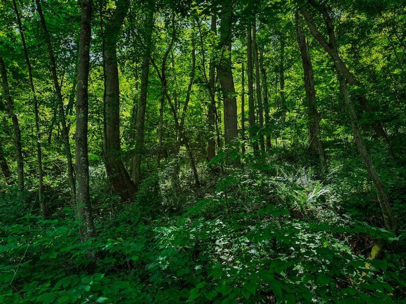 Doddridge, WV 64.69 AC Davis-32