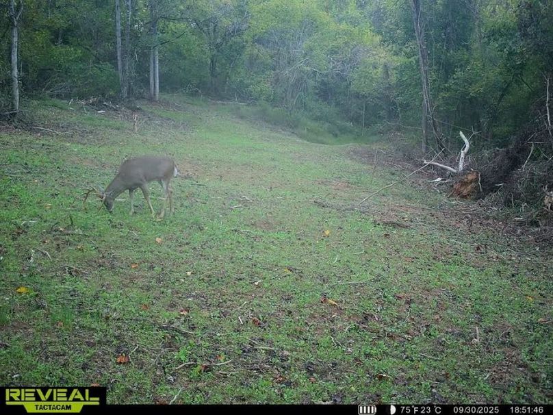 deer pic 21-2