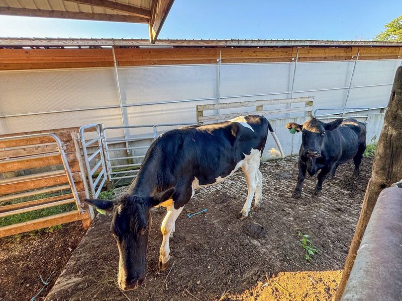 Monroe 5.31-19 Large