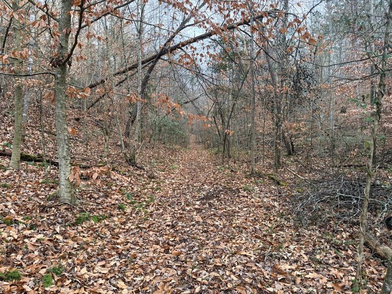 006 nice trail leading through the hollow-2