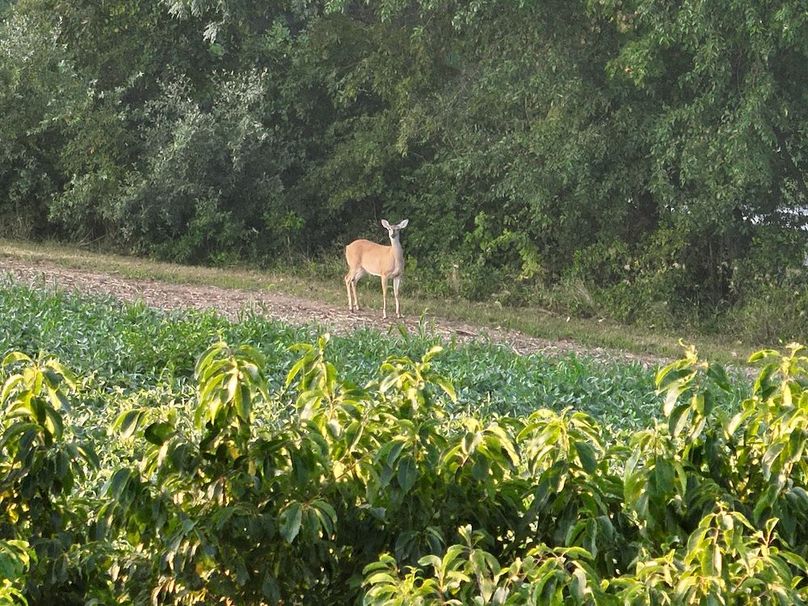 12 York 21.78 Krebs-03