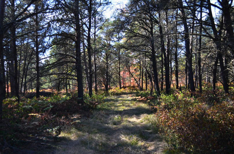 Screenshot 2025-11-14 at 11.04.59 AM