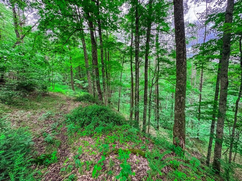 Tyler, WV 313.87 AC -09