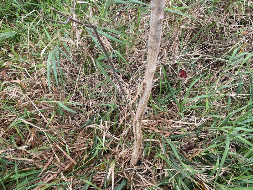 pics from late 2021 and early 2022. New plots being planted in Aug 2023 for new pics (17)