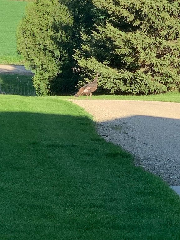 Turkey on driveway