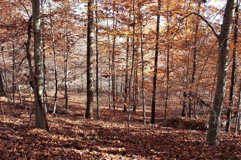 007 east facing slope with a gentle bench, perfect for a small cabin