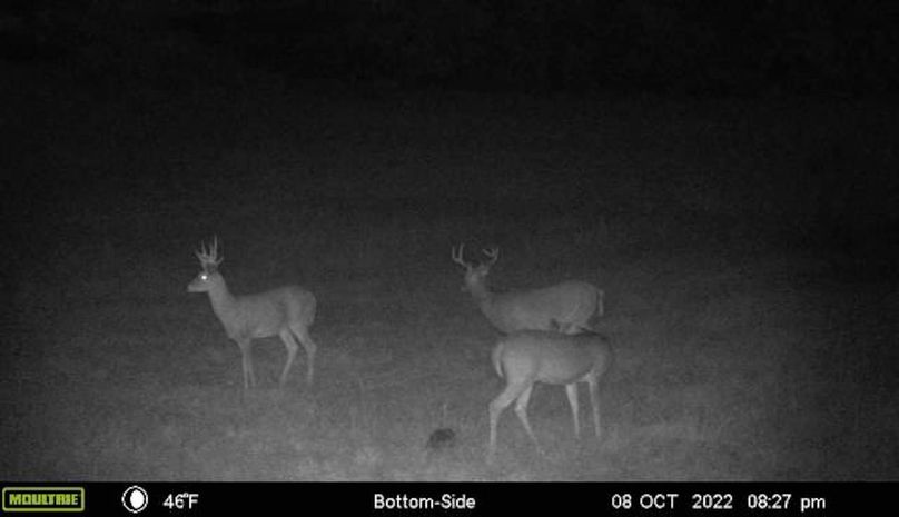 8 Oct 2022 Deer on bottom
