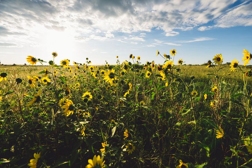 Douglas CO 35 Prettyman - 018 Flower