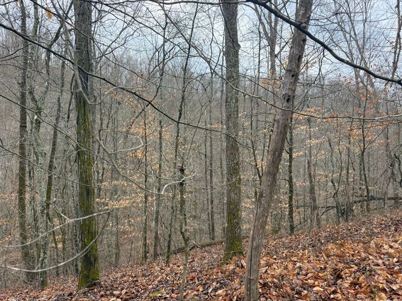 010 forested west facing slope in the east area of the property