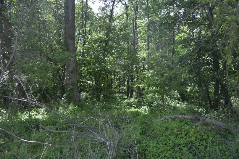 NW corner of woods
