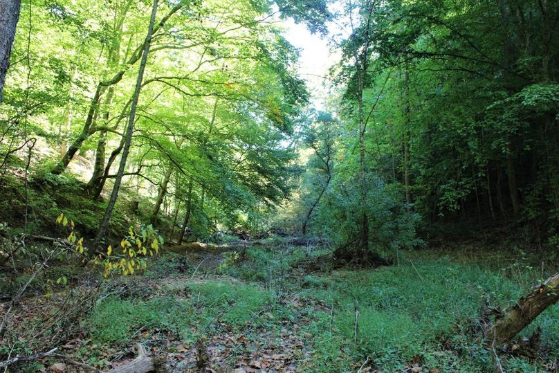 020 the main creek valley near the eastern edge of the property