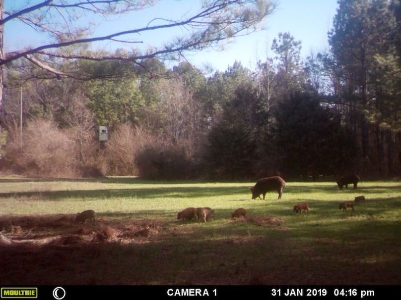 trail cam 9
