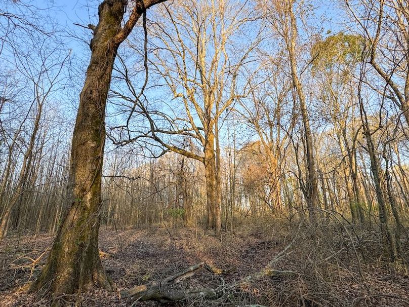 Panola 164.7 SPI Land Ventures-69